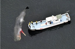 Nhiều cá voi mắc cạn tại miền Tây Nhật Bản