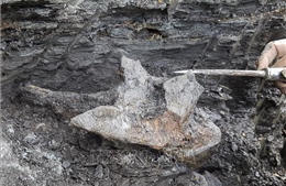 Phát hiện hóa thạch cá heo sông 16 triệu năm tuổi tại Peru