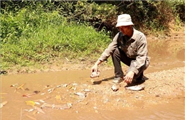 Quảng Trị: Cá chết hàng loạt ở khe Rào Trường