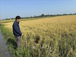 Đắk Lắk: Mưa đá gây thiệt hại hàng trăm ha lúa 
