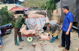 Bùng phát dịch tả lợn châu Phi tại Bắc Kạn