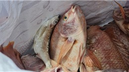 Cá nuôi lồng bè trên sông Vĩnh Điện (Quảng Nam) chết hàng loạt