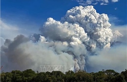 Cháy rừng đe dọa hệ sinh thái độc đáo tại Brazil