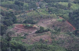 Nạn phá rừng ở Colombia giảm xuống mức thấp nhất trong 23 năm 
