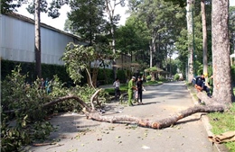 Vụ gãy nhánh cây cổ thụ: Lãnh đạo TP Hồ Chí Minh thăm hỏi nạn nhân bị thương