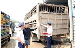 Một ngày phát hiện hai vụ vận chuyển động vật vi phạm quy định an toàn dịch bệnh