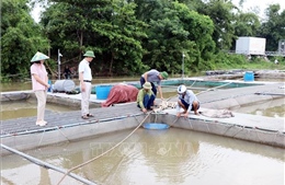Ứng phó bão số 3: Hải Phòng chủ động bảo vệ sản xuất nông nghiệp