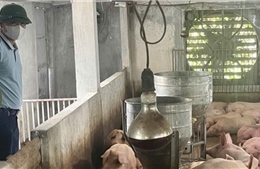 Hà Nội: Kiểm soát không để dịch tả lợn châu Phi lan rộng