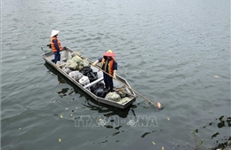 Hà Nội: Khẩn trương thu vớt cá chết trên hồ Trúc Bạch