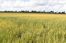 Việt Nam hỗ trợ hạt giống cho vụ lúa 2026 của Cuba