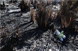 Australia: Kích hoạt cứu trợ thiên tai do cháy rừng tàn phá New South Wales