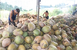 Giá dừa khô nguyên liệu giảm sâu