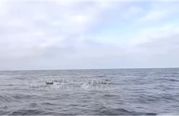 Cứu vớt an toàn 55 ngư dân tàu cá bị chìm trên biển