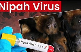 Tăng cường giám sát, phòng chống nguy cơ xâm nhập bệnh do virus Nipah