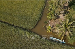 Mùa vàng trên cánh đồng tôm lúa