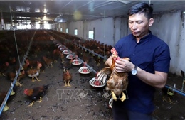 Đại hội XIV của Đảng: Đổi mới tư duy từ những 'nông dân 4.0'