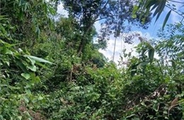 Một người đi bẫy chim tử vong nghi do bị điện giật