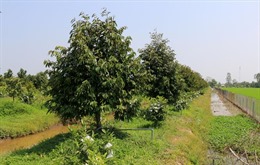 Khuyến cáo nông dân cân nhắc khi chuyển sang trồng sầu riêng