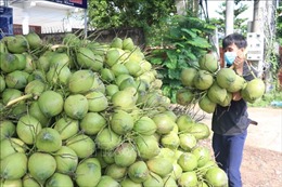 Thời cơ cho xuất khẩu trái dừa