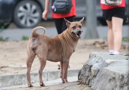 Xuất hiện 5 ổ dịch chó dại tại Đồng Nai