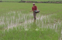 Ứng phó bão số 1: Bảo vệ lúa mới gieo cấy