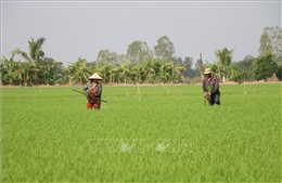 Dịch hại đe dọa năng suất, chất lượng lúa Đông Xuân