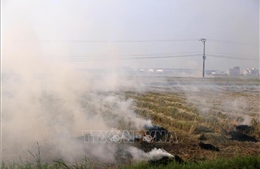 Bạc Liêu: Cảnh báo nguy cơ cháy, nổ khi người dân đốt rơm ngoài ruộng