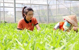 Bắc Ninh phát triển nông nghiệp xanh