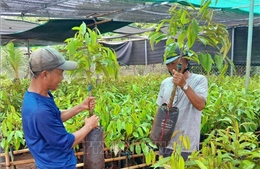Nhà nông Bình Phước &#39;săn&#39; cây giống sầu riêng