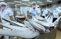 Gỡ nút thắt nguyên liệu cho xuất khẩu cá ngừ