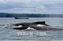 Số lượng cá voi lưng gù ở Thái Bình Dương suy giảm nghiêm trọng do nắng nóng