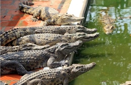 Khẩn trương tìm kiếm 4 con cá sấu sổng chuồng ở Rạch Giá