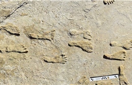 Phát hiện hơn 80 dấu chân con người niên đại khoảng 100.000 năm 