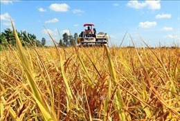 Góp ý Đề án 1 triệu ha chuyên lúa chất lượng cao gắn với tăng trưởng xanh