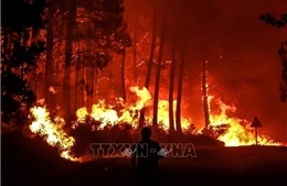 Khống chế đám cháy rừng tràm ở Thừa Thiên – Huế