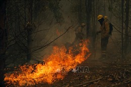 Chile gia hạn tình trạng khẩn cấp do cháy rừng