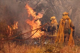 Cháy rừng tại Tây Ban Nha, trên 1.000 người phải sơ tán