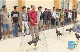 Triệt phá trường đá gà ăn tiền quy mô lớn ở Đắk Lắk