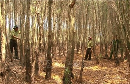 Bảo vệ 6 khu vực rừng có khả năng cháy lớn cấp nguy hiểm
