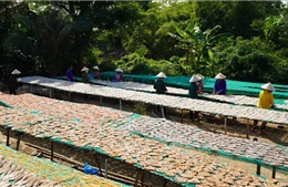 Làng cá khô Phú Thọ tăng công suất vụ Tết