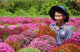 Đồng Tháp trồng hơn 100 ha giống hoa hồng phục vụ Festival hoa và Tết