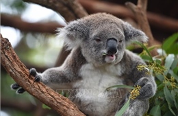 Australia phát hiện loài gấu túi thời tiền sử