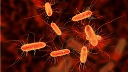 Mỹ cảnh báo nguy cơ nhiễm khuẩn E. coli từ phomai tươi