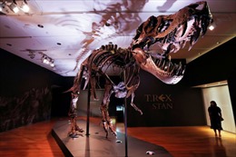 Bộ xương hóa thạch của khủng long T-Rex được bán với giá hơn 6 triệu USD