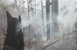 Khống chế đám cháy rừng tràm rộng 20 ha ở Bảo Lộc, Lâm Đồng