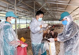 Long An siết chặt kiểm tra, phòng chống dịch cúm gia cầm A/H5N1