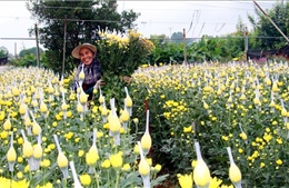 Làng hoa lớn nhất Nam Định vào vụ Tết