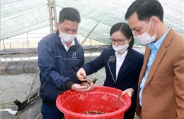 Nhiều hộ dân ở Nam Định chuyển sang nuôi ốc hương