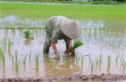 Gần 39.800 ha cây trồng bị ngập úng do ảnh hưởng mưa bão