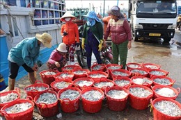 Ngư dân Ninh Thuận trúng mùa khai thác cá cơm